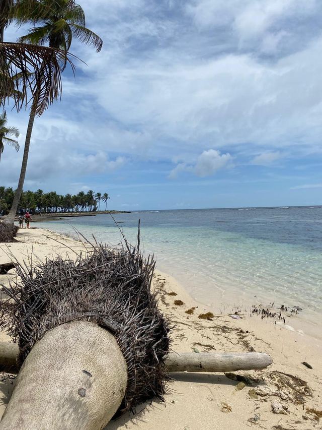 Orilla con troncos de palmera y arrecife al fondo